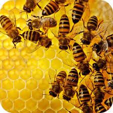 تحقیق زنبورعسل