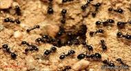 پاورپوینت زندگی مورچه ها