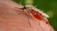 پاورپوینت عفونت بیماری مالاریا
